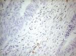 ZNF394 Antibody in Immunohistochemistry (Paraffin) (IHC (P))