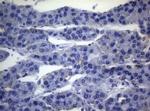 SEC14L1 Antibody in Immunohistochemistry (Paraffin) (IHC (P))