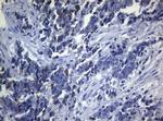 SEC14L1 Antibody in Immunohistochemistry (Paraffin) (IHC (P))