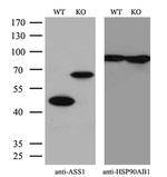 ASS1 Antibody in Western Blot (WB)