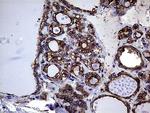 GNAS Antibody in Immunohistochemistry (Paraffin) (IHC (P))