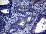 CEP63 Antibody in Immunohistochemistry (Paraffin) (IHC (P))