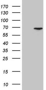 CEP63 Antibody in Western Blot (WB)