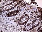 TRMT5 Antibody in Immunohistochemistry (Paraffin) (IHC (P))