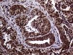 TRMT5 Antibody in Immunohistochemistry (Paraffin) (IHC (P))