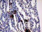 IL24 Antibody in Immunohistochemistry (Paraffin) (IHC (P))