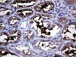 GALNT10 Antibody in Immunohistochemistry (Paraffin) (IHC (P))