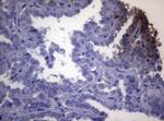 OPA3 Antibody in Immunohistochemistry (Paraffin) (IHC (P))