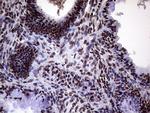 XRN2 Antibody in Immunohistochemistry (Paraffin) (IHC (P))