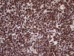 XRN2 Antibody in Immunohistochemistry (Paraffin) (IHC (P))