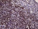 XRN2 Antibody in Immunohistochemistry (Paraffin) (IHC (P))