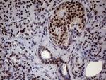 XRN2 Antibody in Immunohistochemistry (Paraffin) (IHC (P))