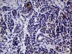 IL24 Antibody in Immunohistochemistry (Paraffin) (IHC (P))