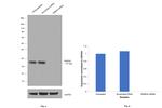 RAB3A Antibody in Western Blot (WB)