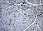 ADH5 Antibody in Immunohistochemistry (Paraffin) (IHC (P))