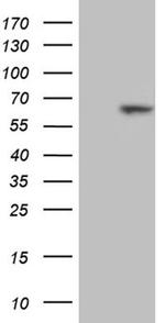 RBPJ Antibody in Western Blot (WB)