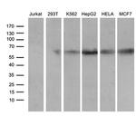 RBPJ Antibody in Western Blot (WB)