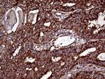 RPL10A Antibody in Immunohistochemistry (Paraffin) (IHC (P))