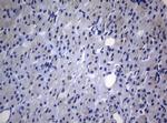 RAB3A Antibody in Immunohistochemistry (Paraffin) (IHC (P))