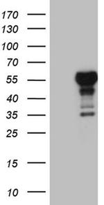 LHX4 Antibody in Western Blot (WB)