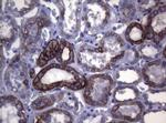 SYNC Antibody in Immunohistochemistry (Paraffin) (IHC (P))