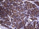 SYNC Antibody in Immunohistochemistry (Paraffin) (IHC (P))