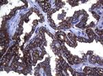 SYNC Antibody in Immunohistochemistry (Paraffin) (IHC (P))