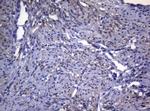 SYNC Antibody in Immunohistochemistry (Paraffin) (IHC (P))