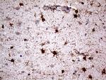 NPAS1 Antibody in Immunohistochemistry (Paraffin) (IHC (P))