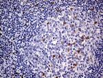 MEIS1 Antibody in Immunohistochemistry (Paraffin) (IHC (P))