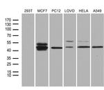 Fra2 Antibody in Western Blot (WB)