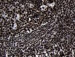 HOXC4 Antibody in Immunohistochemistry (Paraffin) (IHC (P))