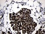 HOXC4 Antibody in Immunohistochemistry (Paraffin) (IHC (P))