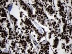 HOXC4 Antibody in Immunohistochemistry (Paraffin) (IHC (P))