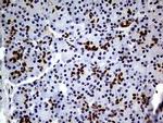 TCF12 Antibody in Immunohistochemistry (Paraffin) (IHC (P))