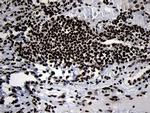 HOXC4 Antibody in Immunohistochemistry (Paraffin) (IHC (P))