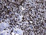 HOXC4 Antibody in Immunohistochemistry (Paraffin) (IHC (P))