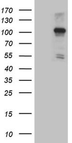 NLRX1 Antibody in Western Blot (WB)