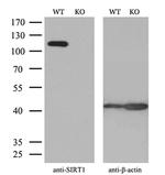 SIRT1 Antibody in Western Blot (WB)