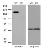 SIRT1 Antibody