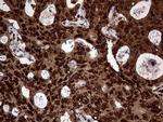 TALDO1 Antibody in Immunohistochemistry (Paraffin) (IHC (P))