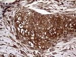 CLCA1 Antibody in Immunohistochemistry (Paraffin) (IHC (P))