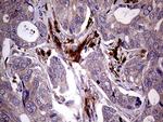 JIP1 Antibody in Immunohistochemistry (Paraffin) (IHC (P))