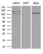 DGKZ Antibody in Western Blot (WB)