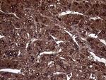 AMDHD1 Antibody in Immunohistochemistry (Paraffin) (IHC (P))