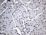 ELF4 Antibody in Immunohistochemistry (Paraffin) (IHC (P))