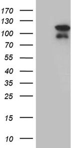 ELF4 Antibody in Western Blot (WB)