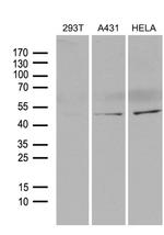 BHLHE40 Antibody in Western Blot (WB)