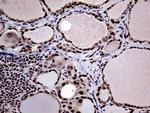 PPP4C Antibody in Immunohistochemistry (Paraffin) (IHC (P))