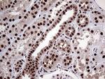 PPP4C Antibody in Immunohistochemistry (Paraffin) (IHC (P))